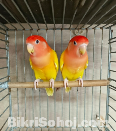 Lutino love birds লুটিনো লাভ বার্ড